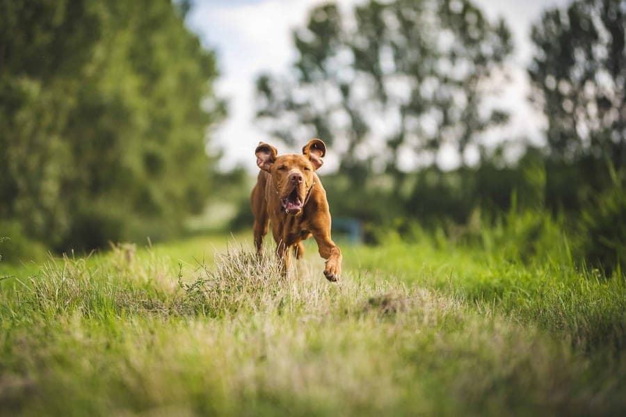 Collar Creek — Value-first dog gear — harnesses, car safety & outdoor kit